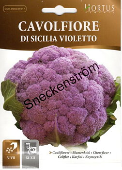 Blomkål "Di Sicilia Violetto"