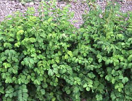 Pimpinell, Sallad Burnet -