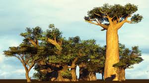 Baobab Träd