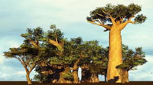 Baobab Träd