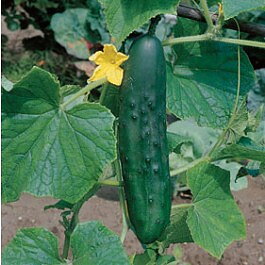 Gurka "Verde Lunghissimo DÍngegnoli"