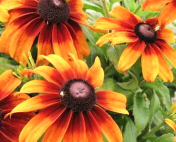 Rudbeckia  "Gloriosa Daisy"