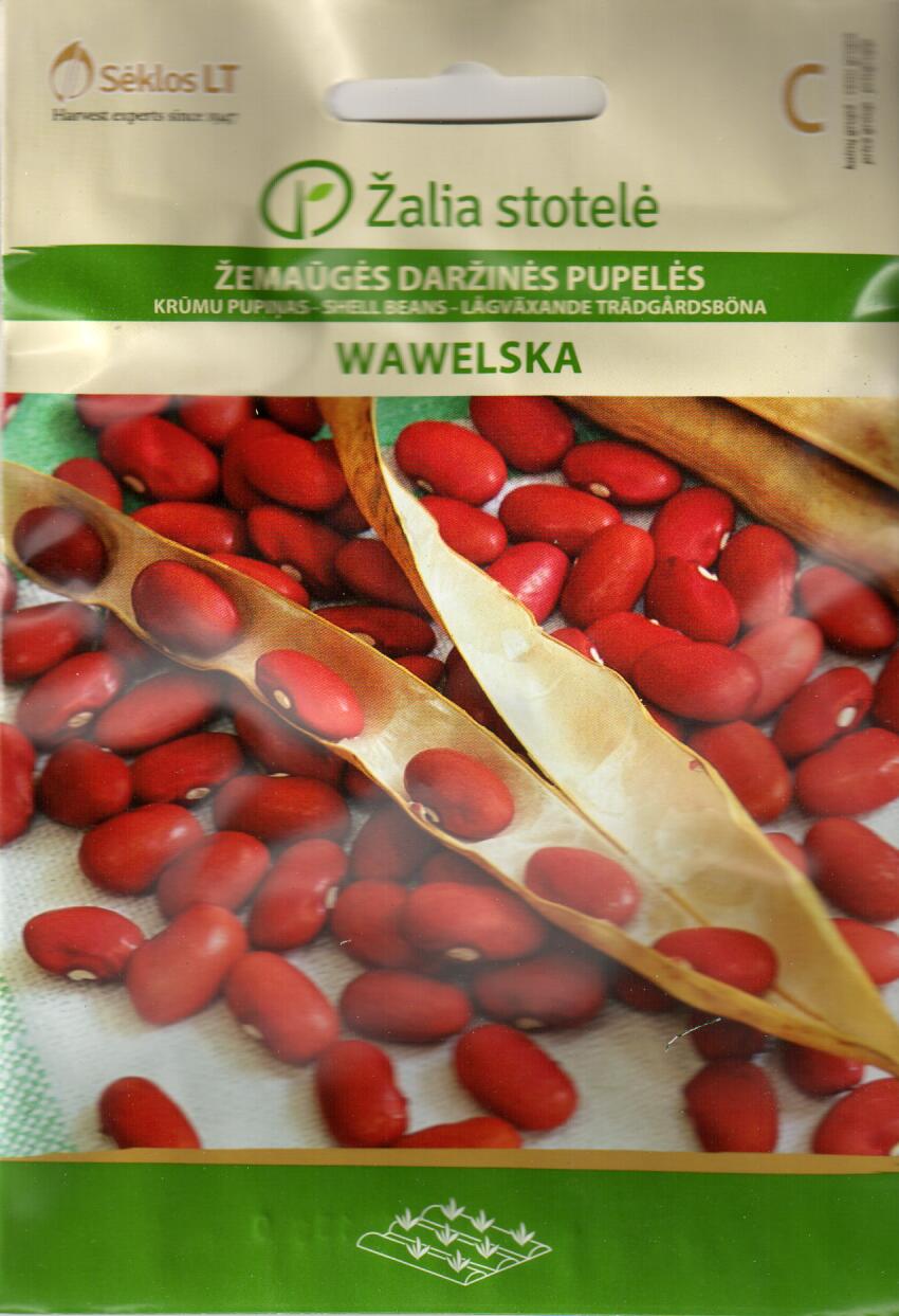 Böna "Wawelska" - 2
