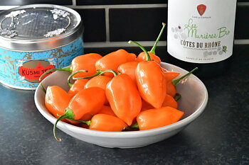 Habanero Gold