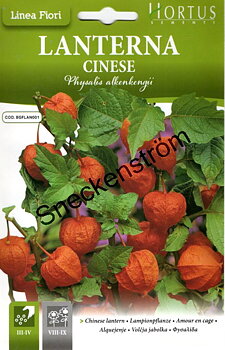 Kinesiska lyktor Physalis