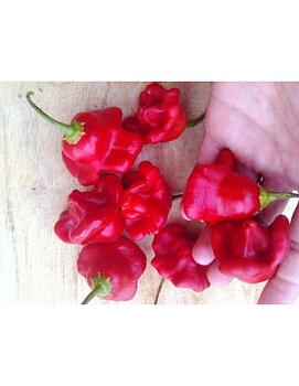 PIMIENTO CAMPANILLA o de untar