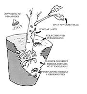Nematoder mot öronvivlar - 4