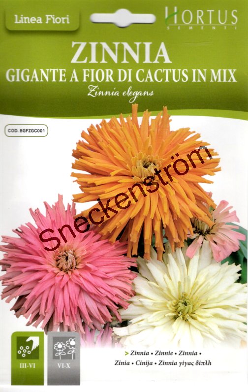Zinnia "Gigante a fior di Cactus in Mix"