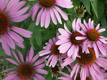 Röd Rudbeckia / Röd solhatt