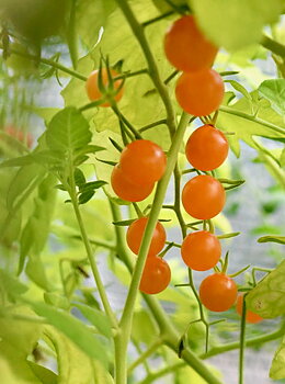 Currant Gold Rush