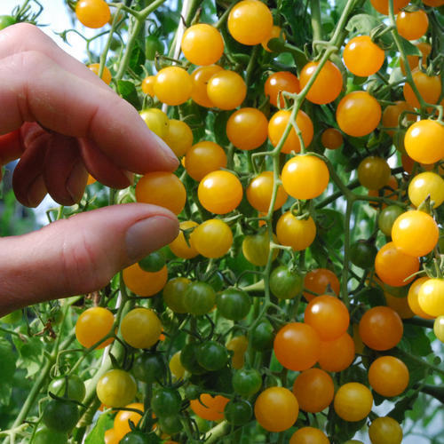 Currant Gold Rush - 2