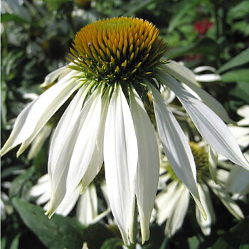 Rudbeckia "White Swan"