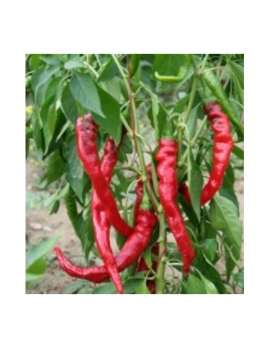 PIMIENTO DULCE de LANDAS