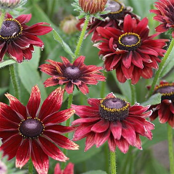 Rudbeckia "Cherry Brandy"