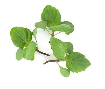 Perilla/Shiso Green (Crinkled Leaf)