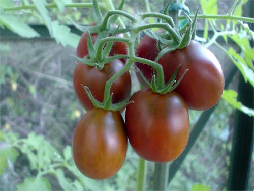 Tomat ‘Black Plum’ – Sötsyrlig plommontomat med rik skörd - 2