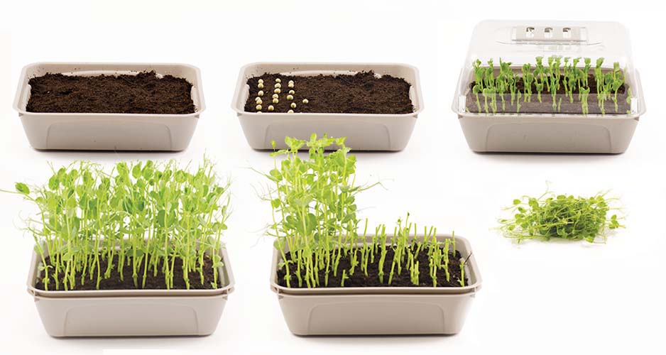 Micro Leaf 1-box - 2
