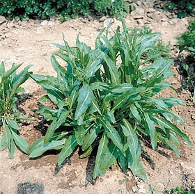 Rucola selvatico a foglia d´ulivo (Rucola med olivblad)