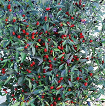 Peperoncino Adorno