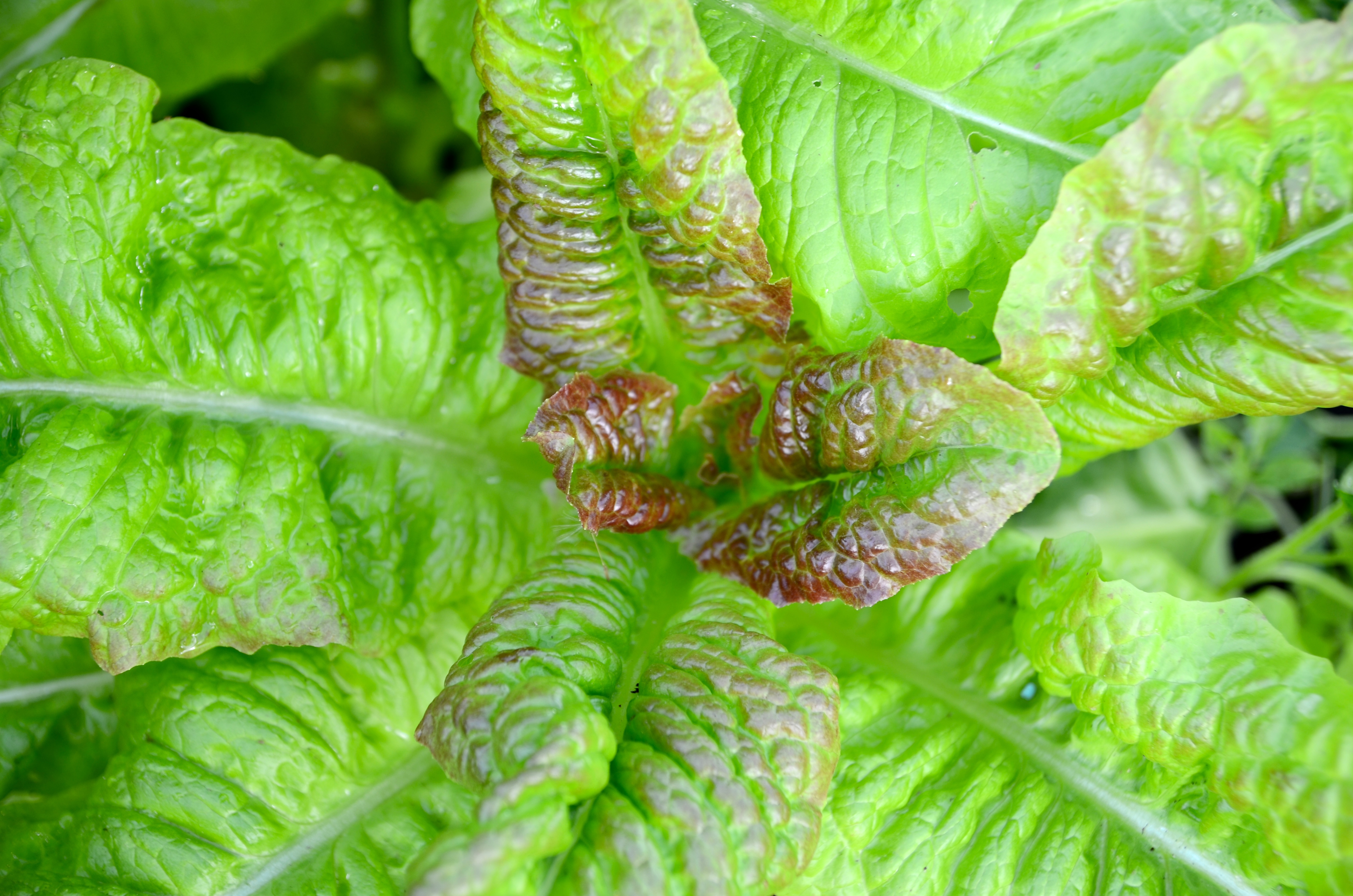 Sallad "Amerikanischer Brauner" - 2