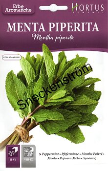 Pepparmynta