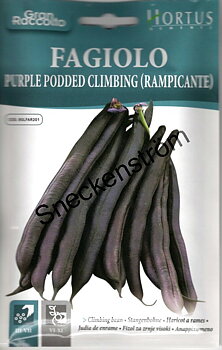 Störböna  "Purple Podded Climbinng (Rampicante)"