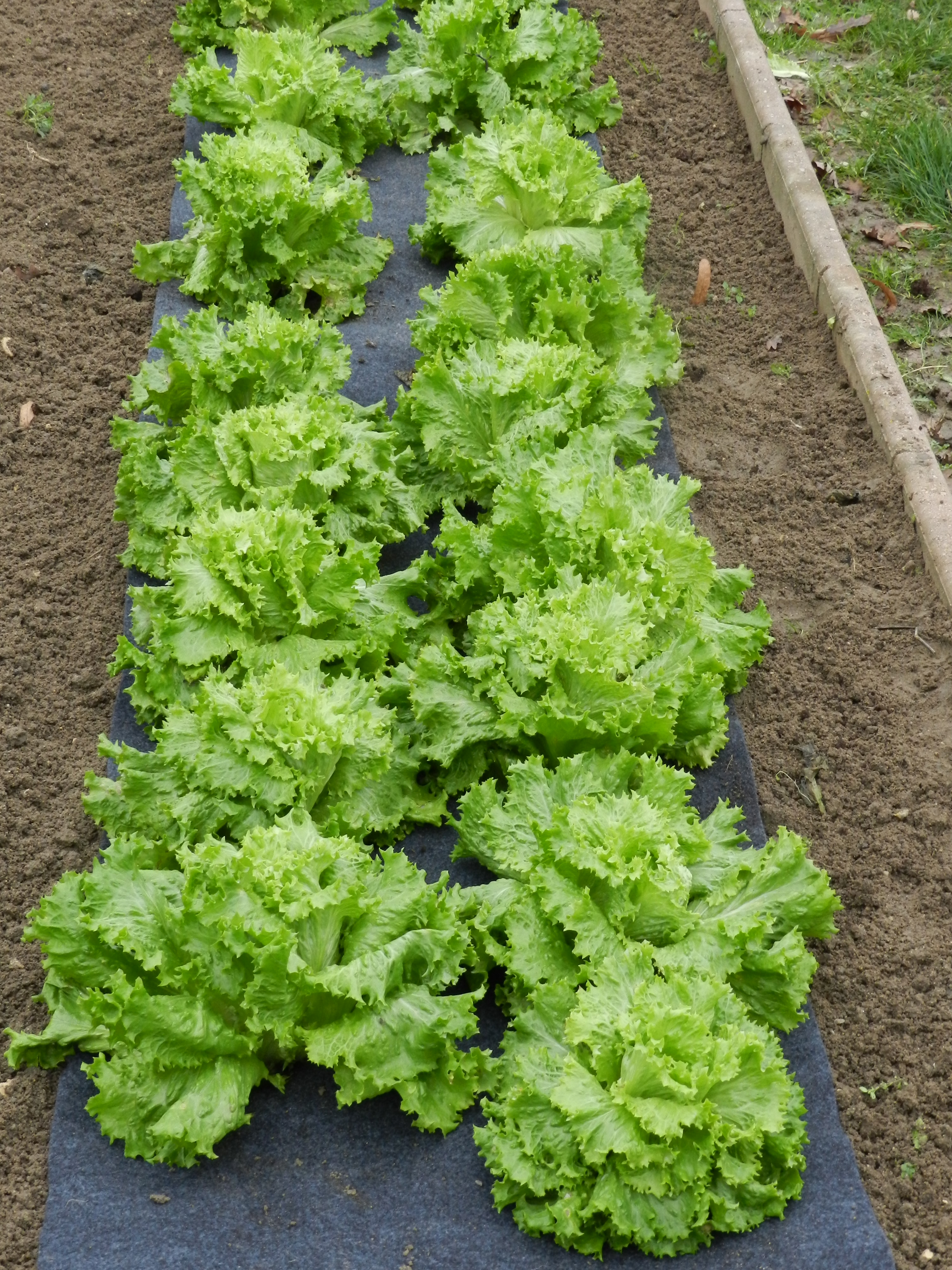 Pre-Punched Felts Jardi d´Jo för Sallad - 4