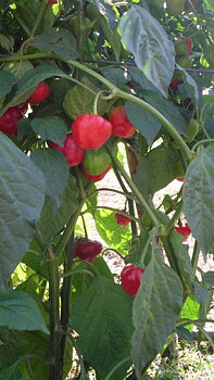 Pepperdew - populär över hela världen!