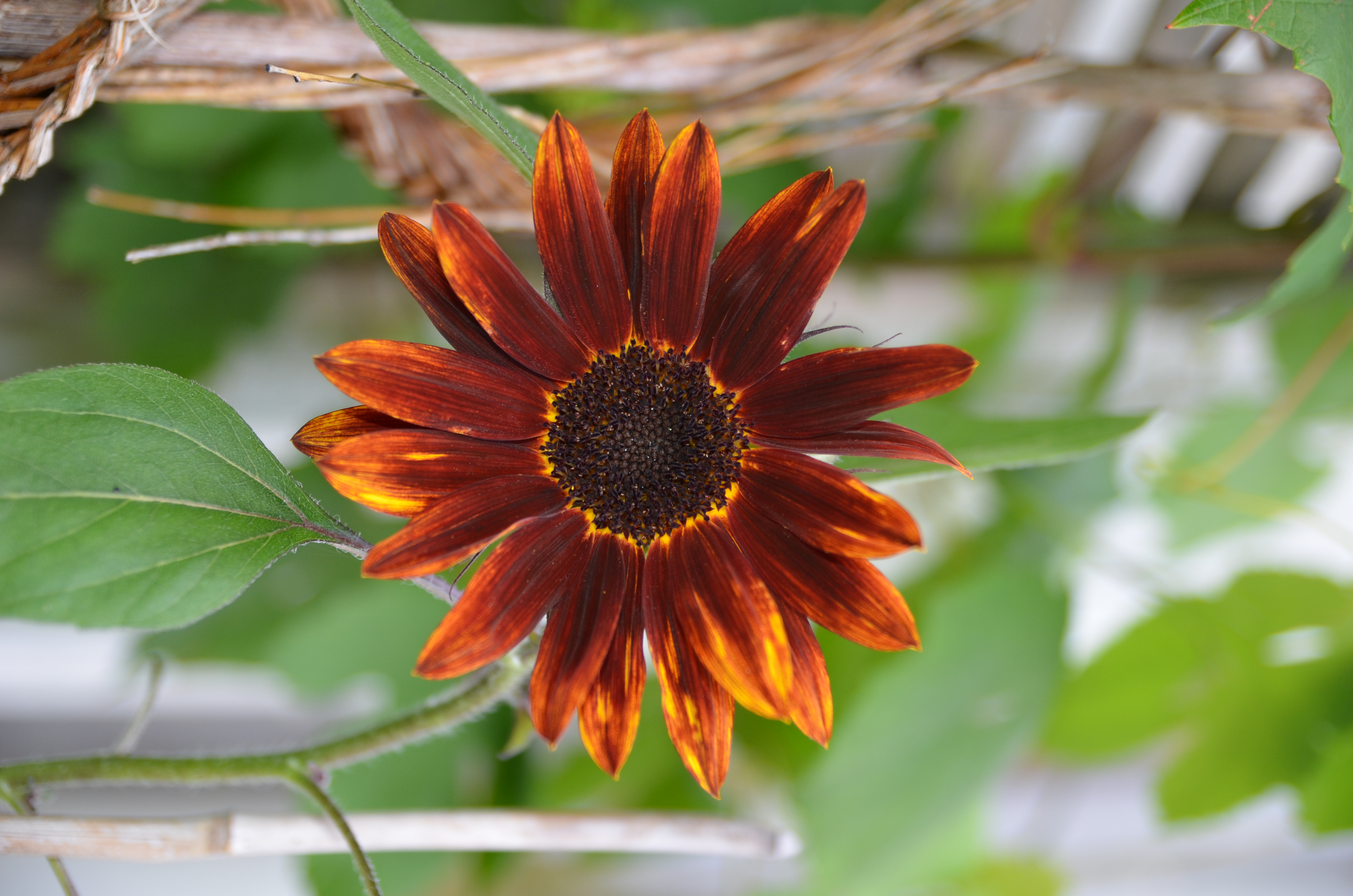 Solros "Prado Red"