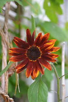 Solros "Prado Red"