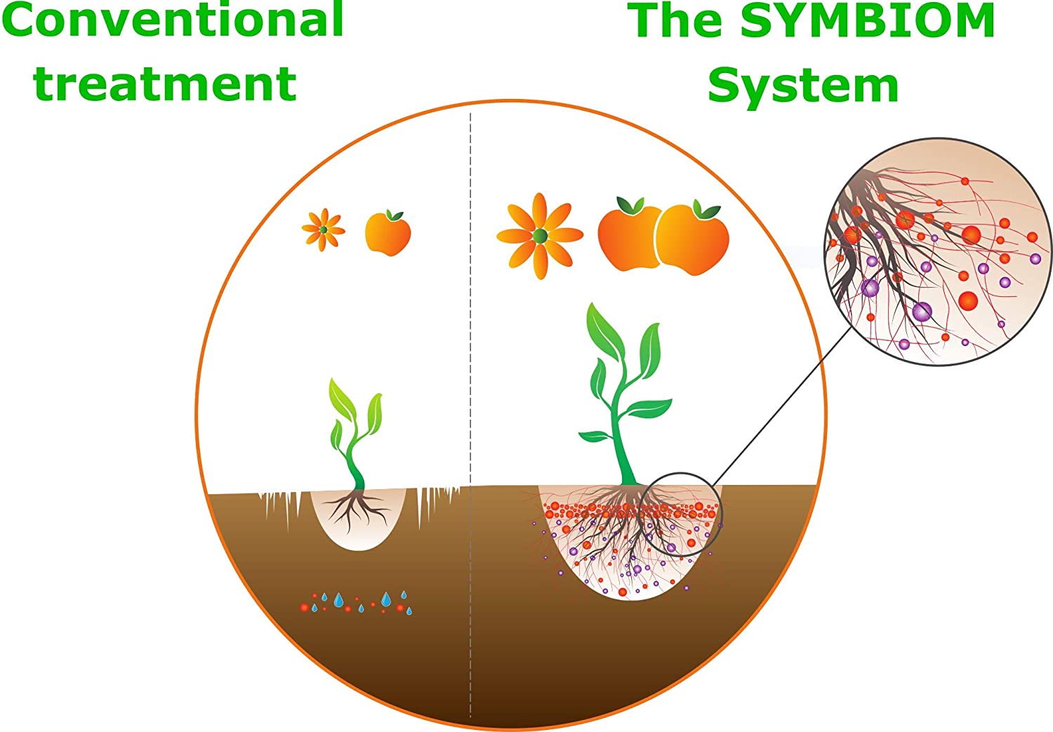 Symbivit Mycel som bildar mycorrhiza med plantans rötter - 2