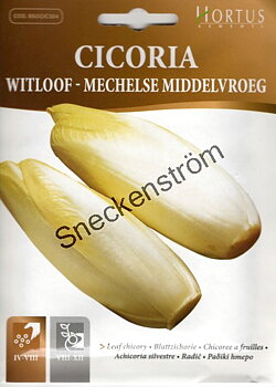 Endive "Witloof"