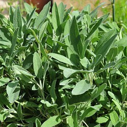 Salvia Sage English 