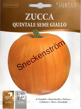 Jättepumpa "Quintale seme giallo"