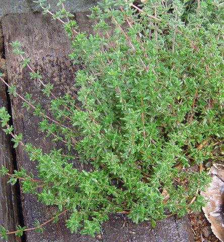 Kryddtimjan Organic Way - så lite bättre - 2