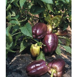 Paprika Tequila F1