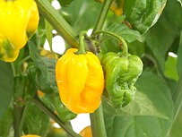 7 pot yellow