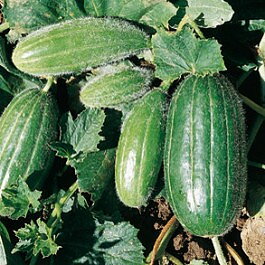 Carosello "Scopatwizzo o Leccese"