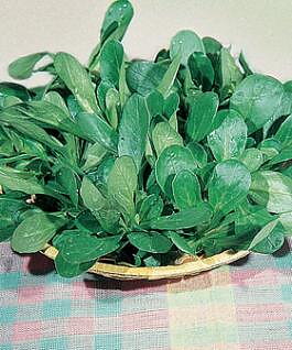 Romansallad Valeriana "Valgros"
