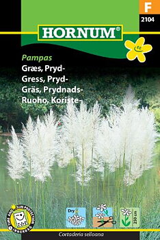 Vitt Pampasgräs, prydnadsgräs
