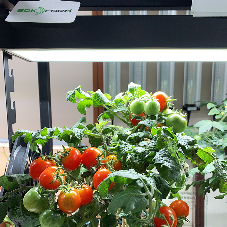 GrowFast Farm System Small 24W - 6