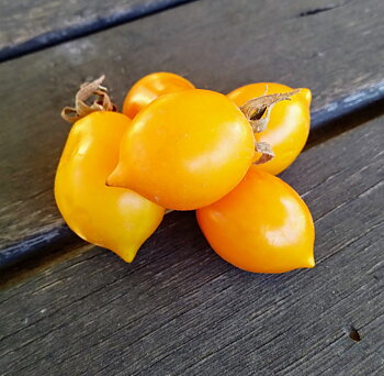 Del piennolo giallo Peardrops