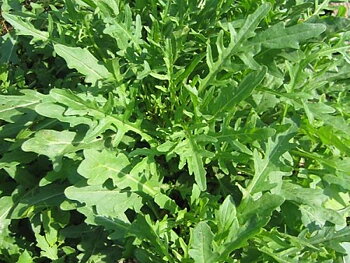 Rucola Selvatico / Vild Rucola / Sandsenap