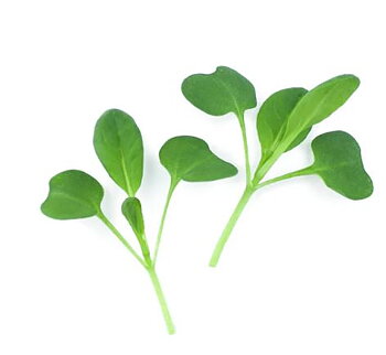 Tatsoi, Japans kål - Microgreens