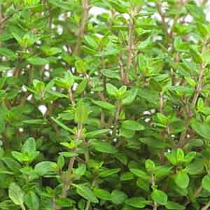 Timjan (Vintertimjan) Thyme English Winter