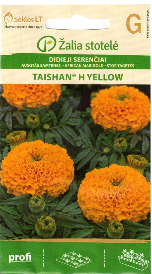 Tagetes Taishan H Yellow