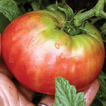Ponderosa Pink