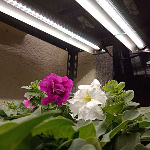 GrowFast LED 80W 6400K - 2