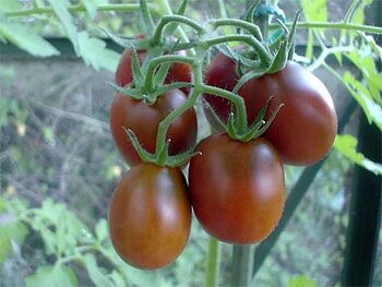 Black Plum