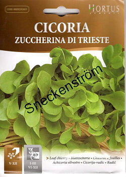Cikoria Zuccherina di Trieste<